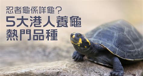 香港为什么不闹了 風水龜品種